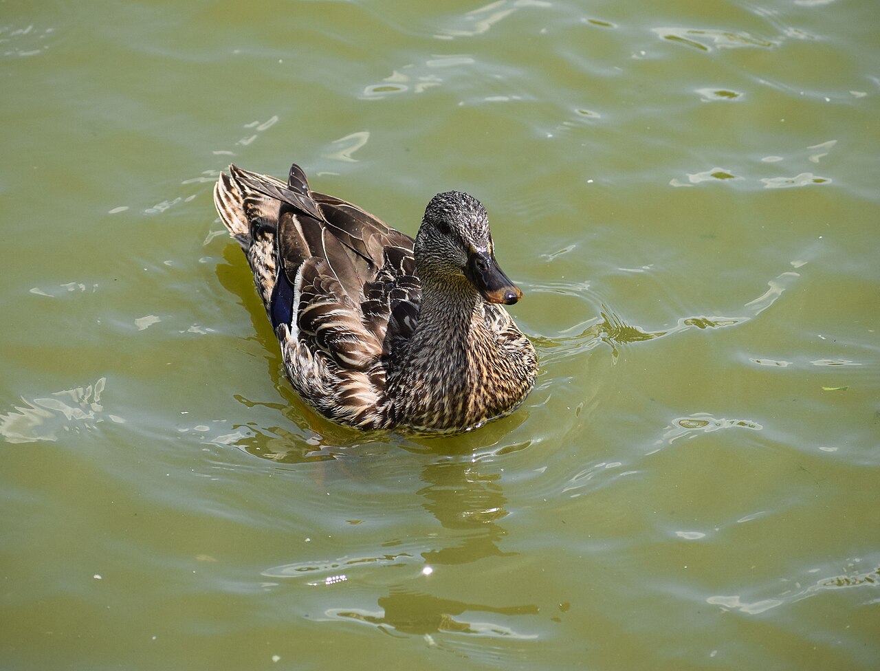 Mallard