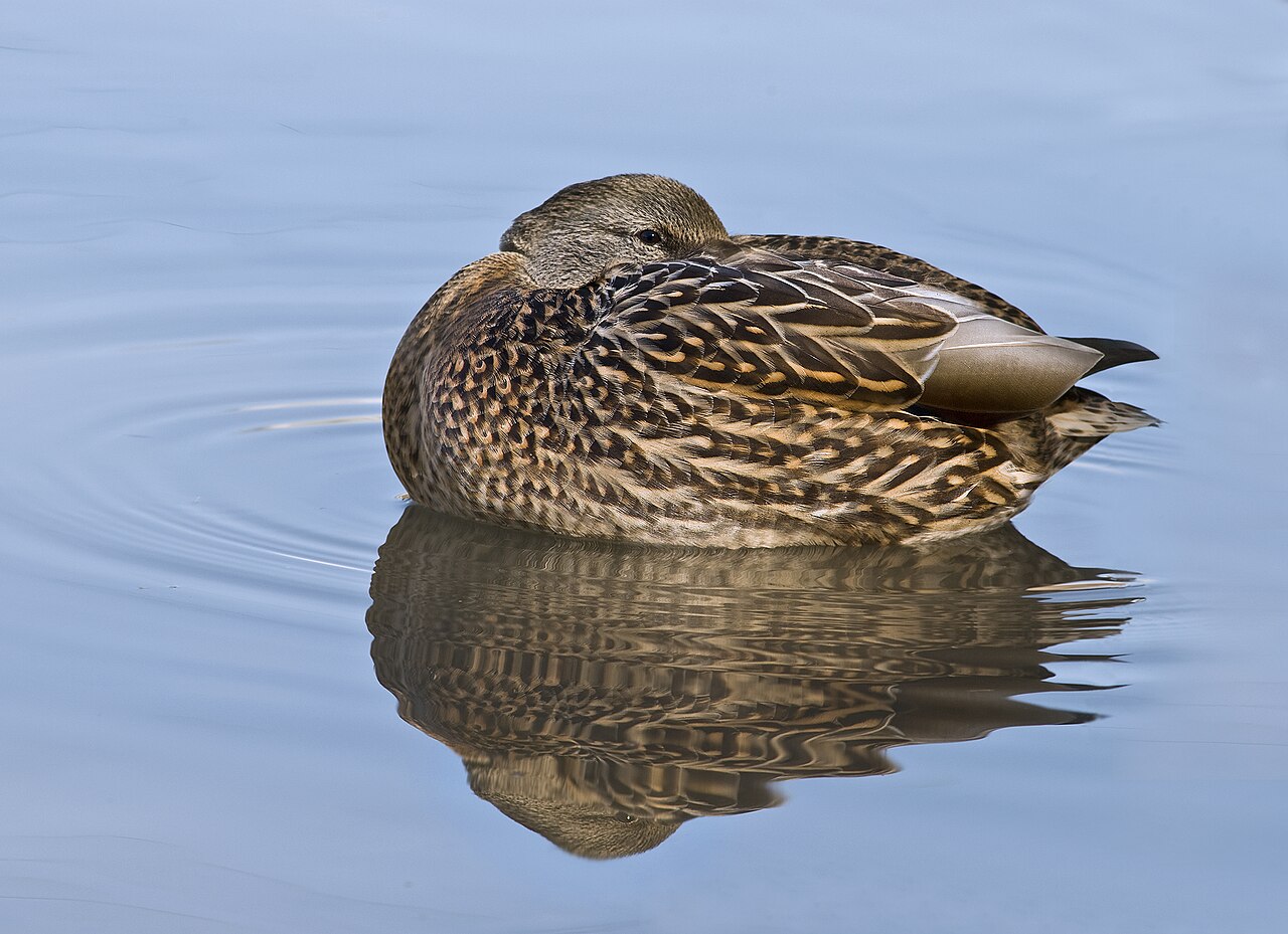 Mallard