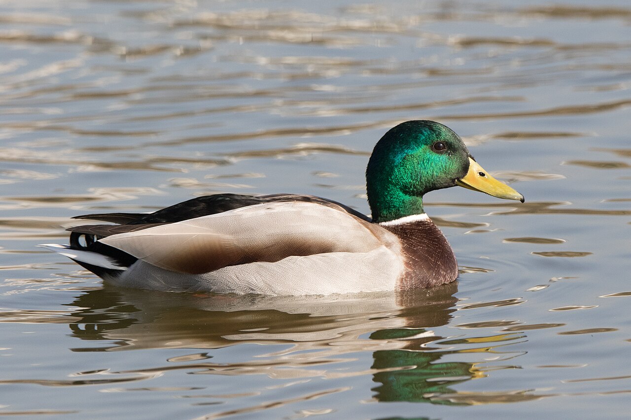 Mallard