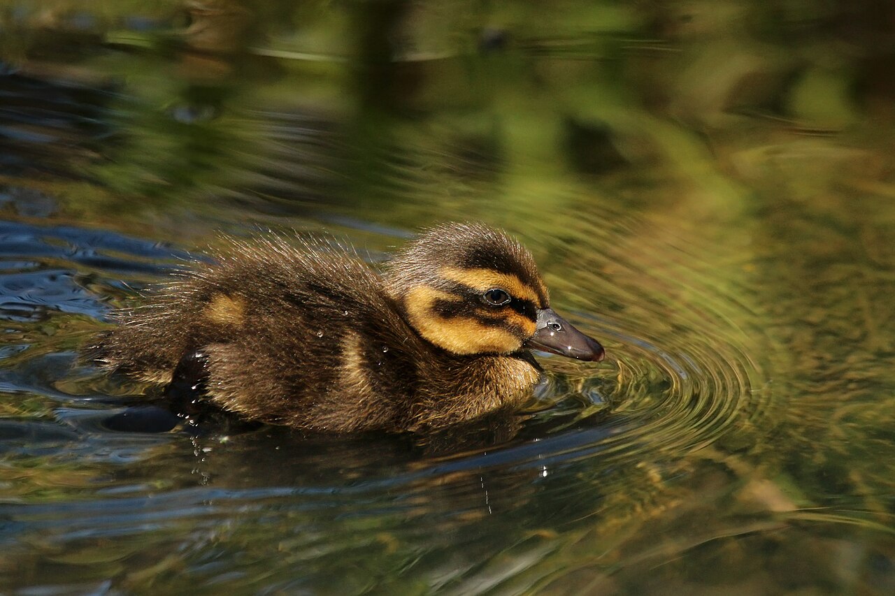 Mallard