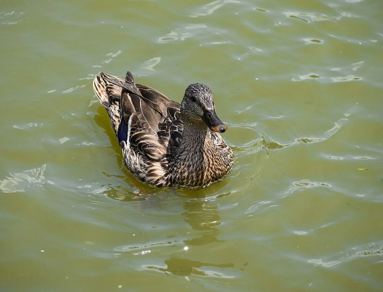 Mallard